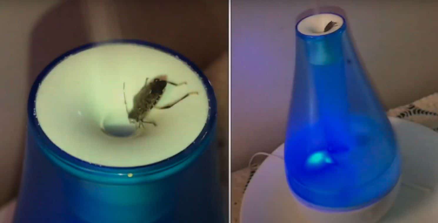 Does humidifier attract bugs